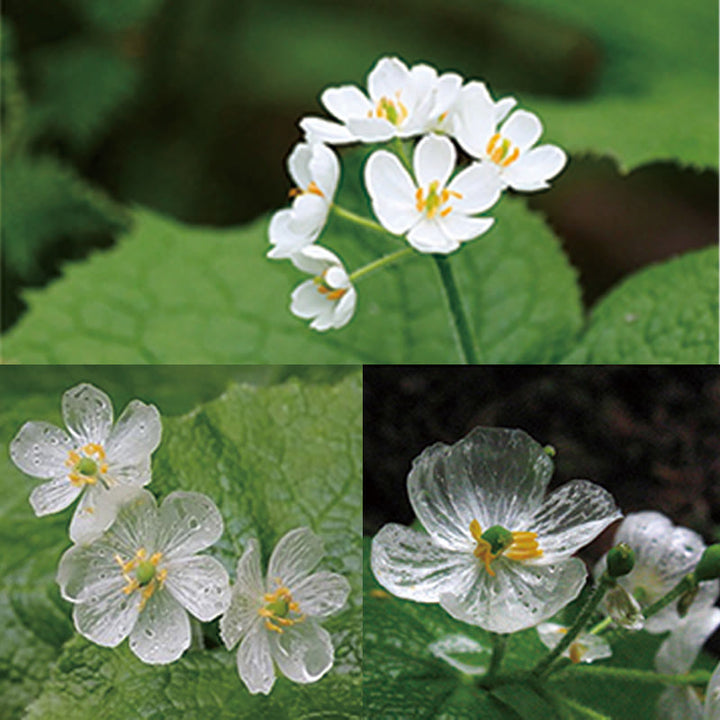 Anello di guarigione regolabile con fiore scheletro di cristallo bianco in argento sterling 925 Buddha Stones - image 14